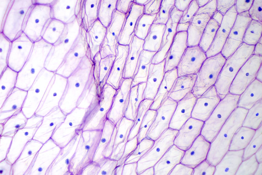 Epidermis under et mikroskop.