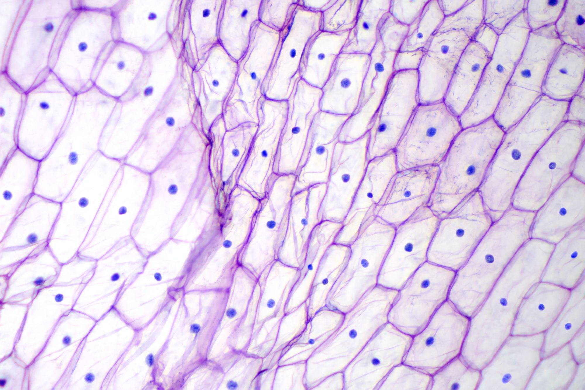 Epidermis under et mikroskop.